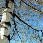 Les bienfaits de la sève de bouleau