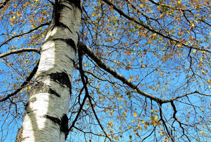 Les bienfaits de la sève de bouleau